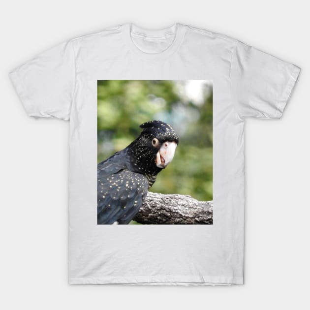 Red-tailed Black Cockatoo T-Shirt by kirstybush